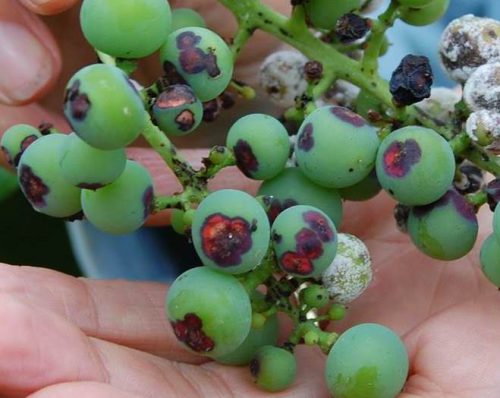 Почему сохнут ягоды винограда? Ягоды винограда чернеют: причины и пути решения проблемы