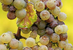 Ягоды винограда чернеют почему темнеют и что делать при заболевании