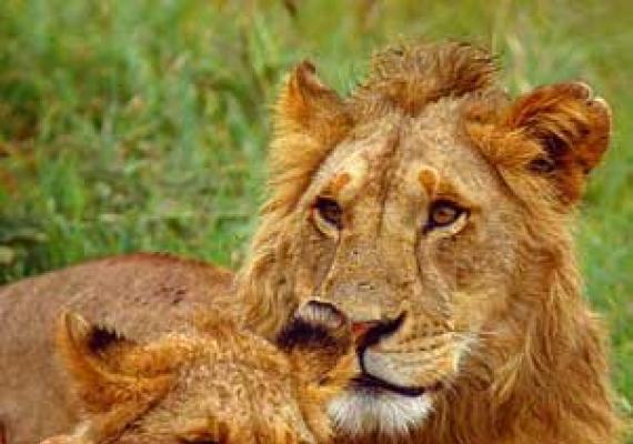 Gdje žive lavovi u Africi?