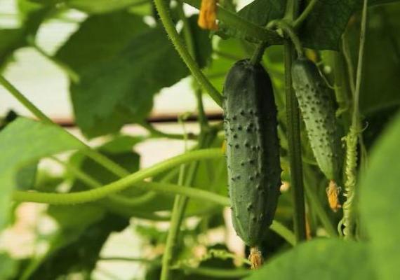 Which country is the birthplace of cucumbers?