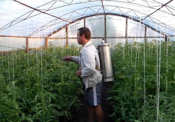 Как вырастить богатый урожай томатов Томаты как вырастить большой урожай