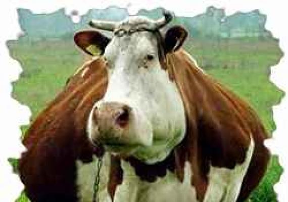 Karvė su skylute šone: kodėl ji gaminama skrandyje ir kam ji naudinga?
