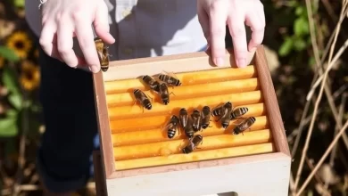 Photo of Выбор медогонки для домашнего пчеловодства