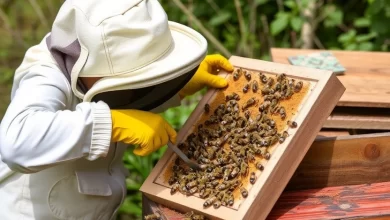 Photo of Рабочие приемы о пчеловодстве для начинающих
